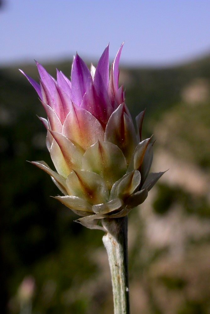 Catananche caerulea / Cupidone azzurro